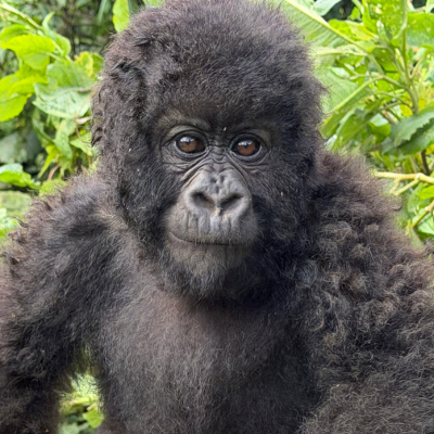 Gorilla Trekking