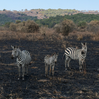 Safari