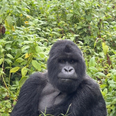 Gorilla Trekking