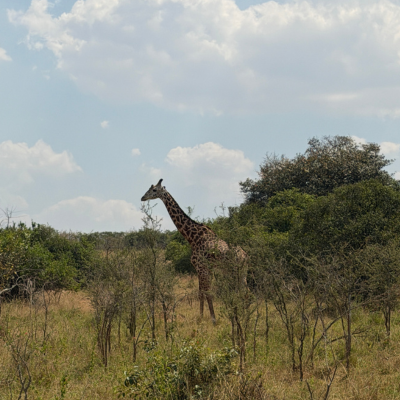 Safari